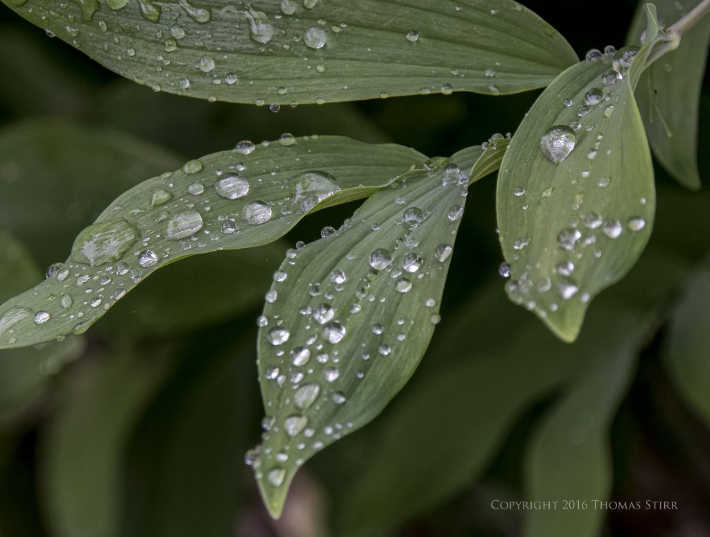 Nikon 1 J5 + 1 Nikon 10-100mm f/4-5.6 @ 100mm, efov 270mm, f/5.6 1/250, ISO-800