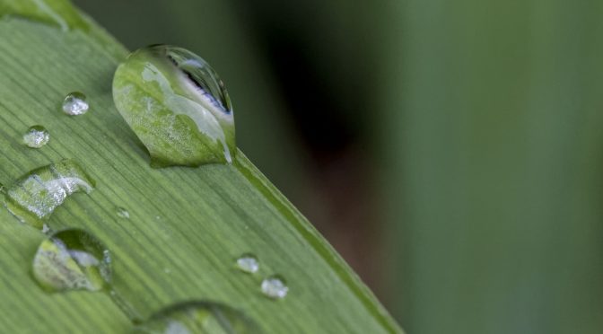 Using corner exits in garden photography