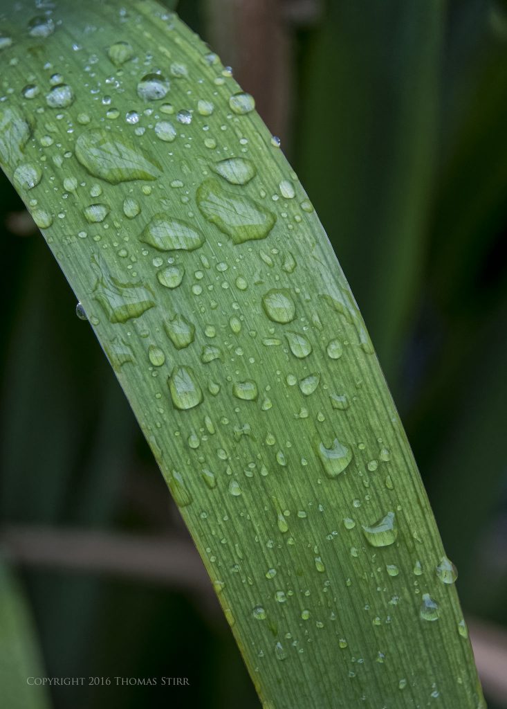 Nikon 1 J5 + 1 Nikon 10-100mm f/4-5.6 @ 100mm, efov 270mm, f/8, 1/500, ISO-560