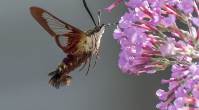 Hummingbird Clearwing Moth 60fps