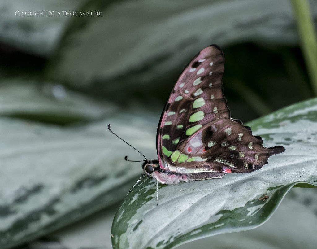Nikon 1 J5 + 1 Nikon 30mm-110mm @ 110mm, efov 297mm, f/5.6, 1/200, ISO-1800