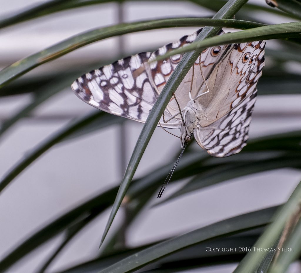 Nikon 1 J5 + 1 Nikon 30mm-110mm @ 110mm, efov 297mm, f/5.6, 1/200, ISO-1400
