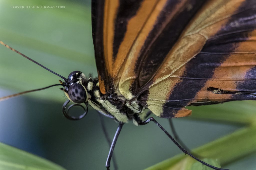 Nikon 1 J5 + 1 Nikon 30mm-110mm @ 110mm, efov 297mm, f/4.5, 1/250, ISO-2800, MOVO extension tubes