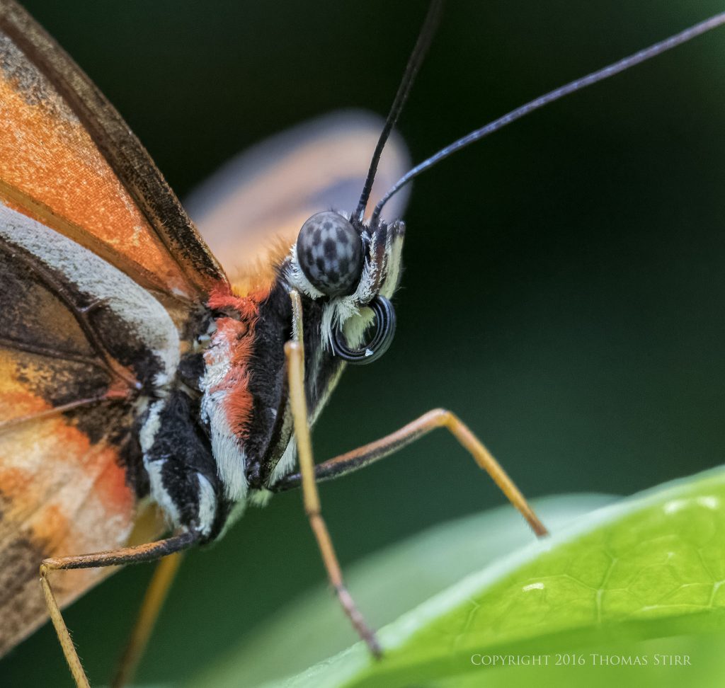 Nikon 1 J5 + 1 Nikon 30mm-110mm @ 51mm, efov 138mm, f/4.5, 1/250, ISO-3200, MOVO extension tubes