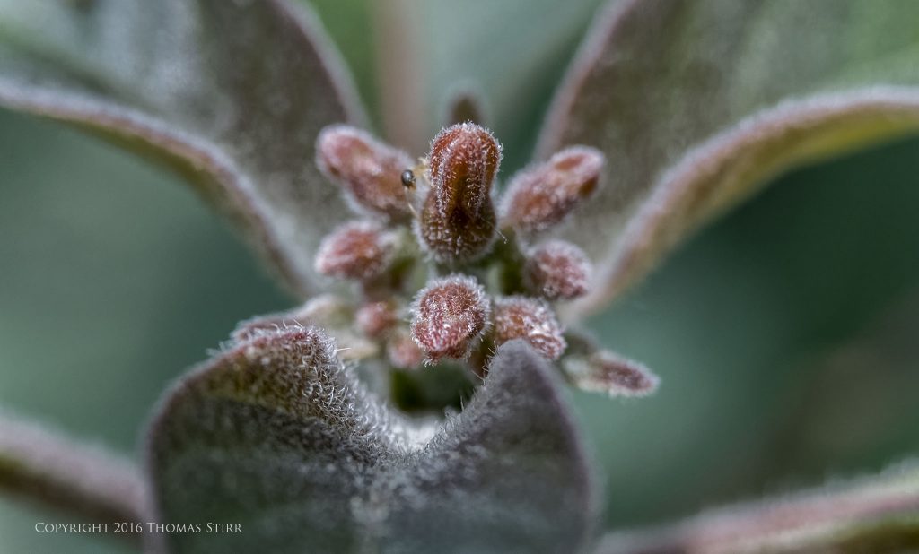 Nikon 1 J5 + 1 Nikon 30-110mm f/3.8-5.6 @ 38mm, efov 103mm, f/4.5, 1/250, ISO-640, MOVO extension tubes