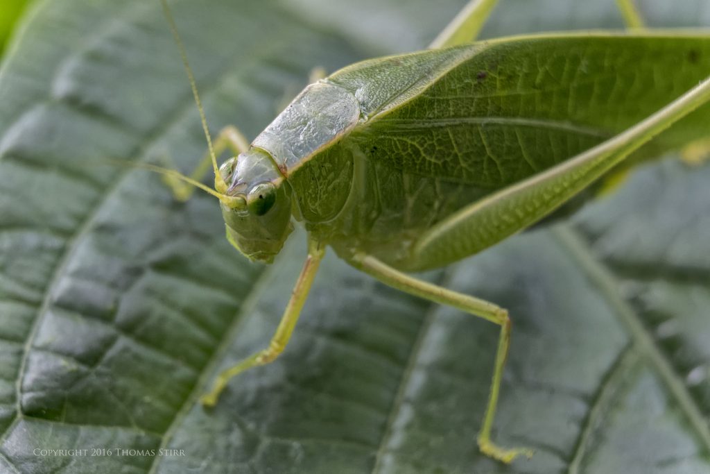 Nikon 1 J5 + 1 Nikon 30-110mm f/3.8-5.6 @ 62mm, efov 166mm, f/4.5, 1/250, ISO640, MOVO extension tubes
