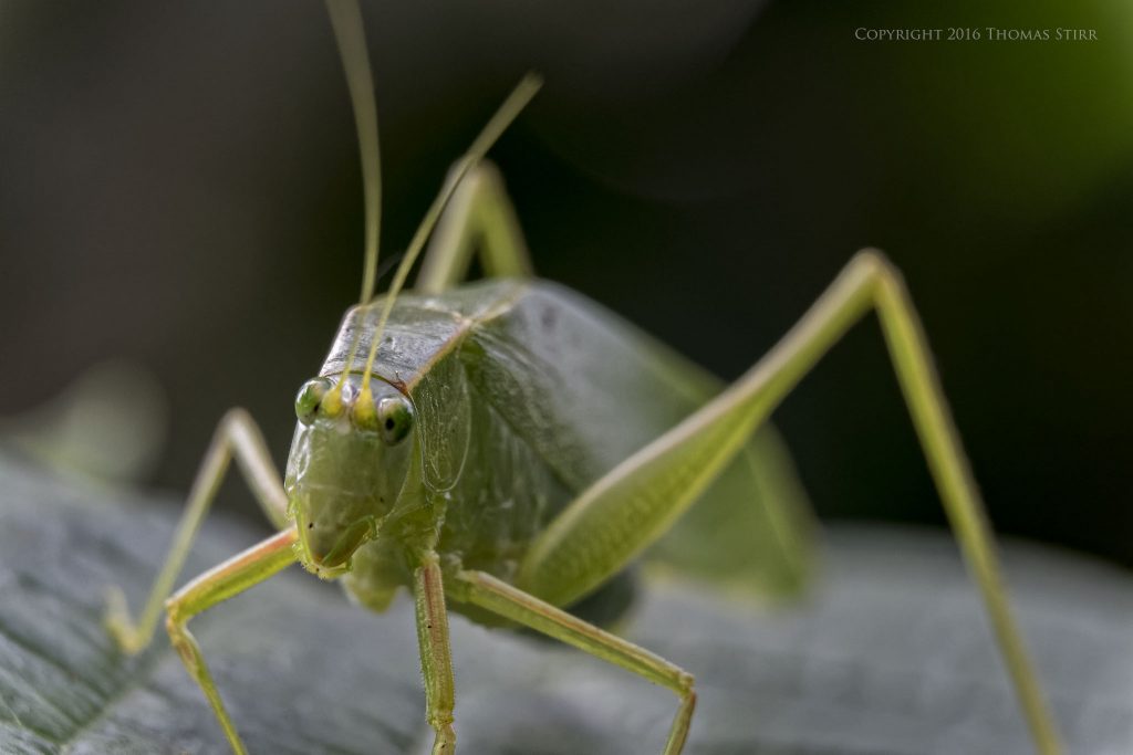 Nikon 1 J5 + 1 Nikon 30-110mm f/3.8-5.6 @ 59mm, efov 160mm, f/4.5, 1/250, ISO-500, MOVO extension tubes