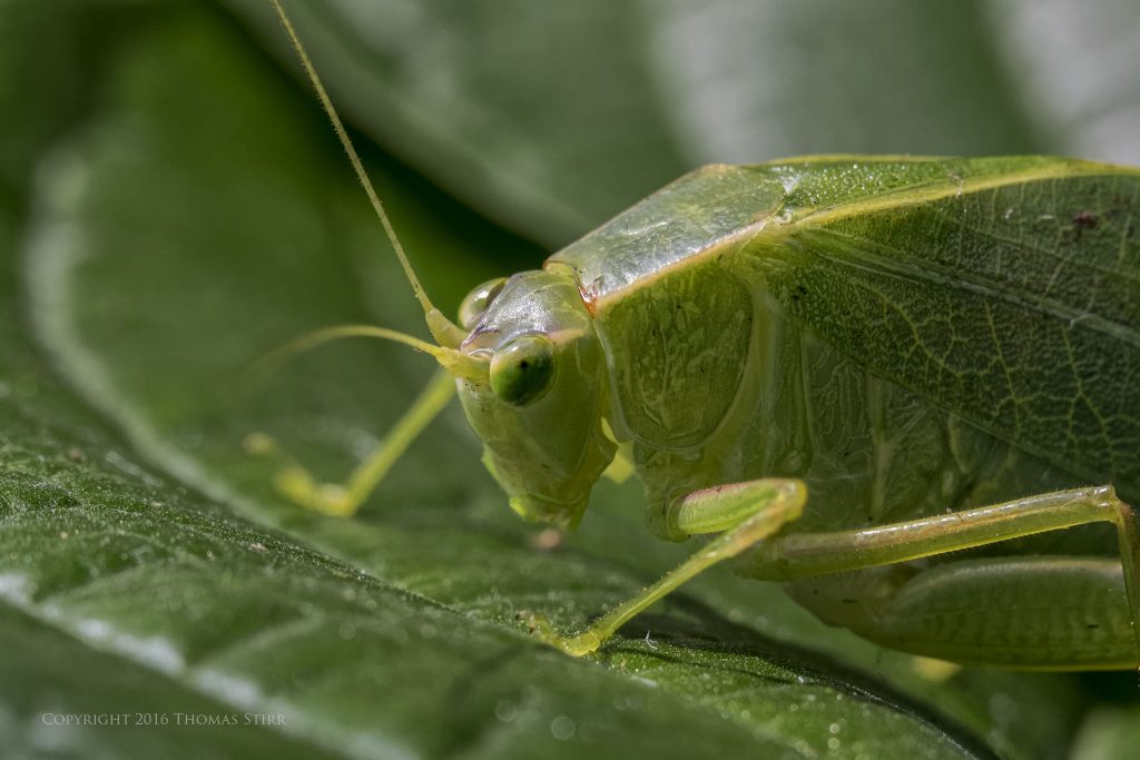 Nikon 1 J5 + 1 Nikon 30-110mm f/3.8-5.6 @ 46mm, efov 123mm, f/8, 1/250, ISO-800, MOVO extension tubes