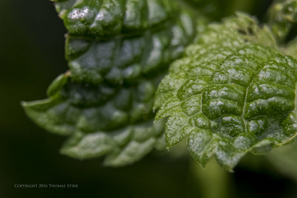 Nikon 1 J5 + 1 Nikon 30-110mm f/3.8-5.6 @ 53mm, efov 143mm, f/5.6, 1/200, ISO640, MOVO extension tubes