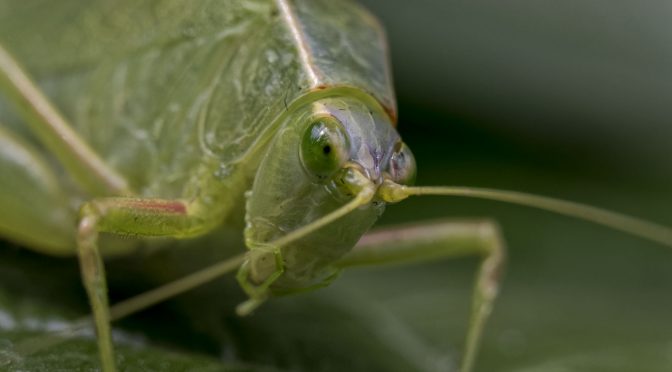 Leafhopper with 30-110mm