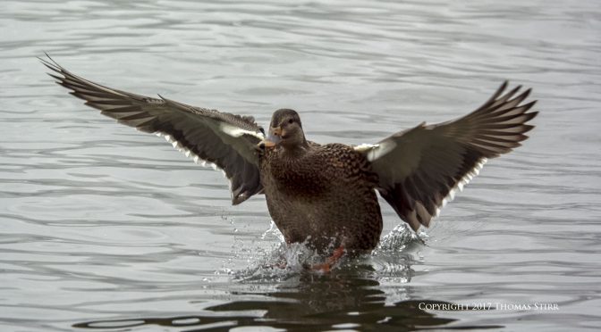 Overcast Birds-in-Flight Test
