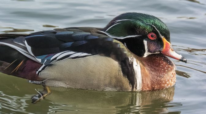 Wood Duck Images with Nikon 1 V3