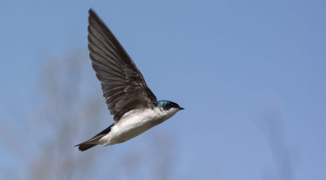 Photographing Swallows in Flight Using AF-A