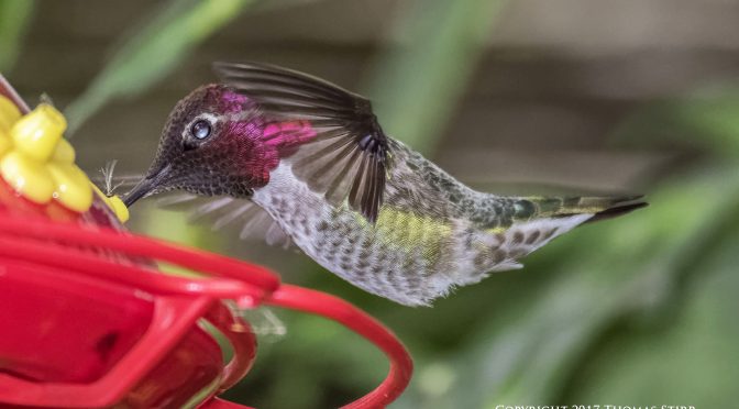 Photographing Hummingbirds in Flight Using V3 Built-in Flash