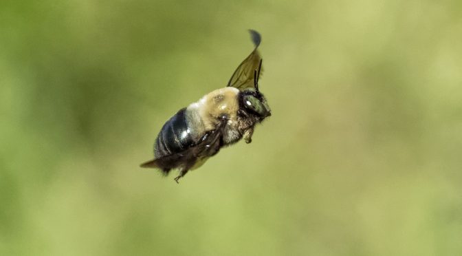 Photographing Bees In-Flight Hand-Held