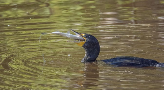 Cormorant Swallowing Fish at 20 fps