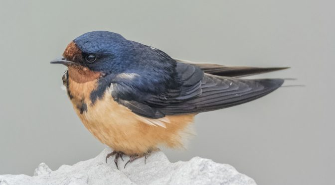 Some Cooperative Swallows