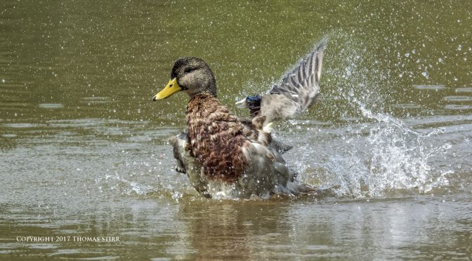 Small Details in Nature Photographs
