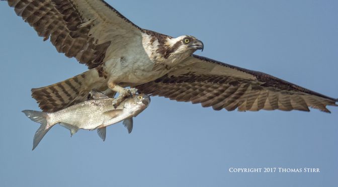 Photographing Osprey Catching Fish