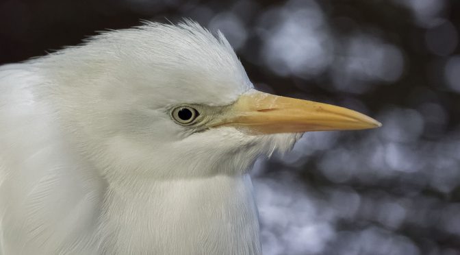 Importance of Bird Photography Backgrounds