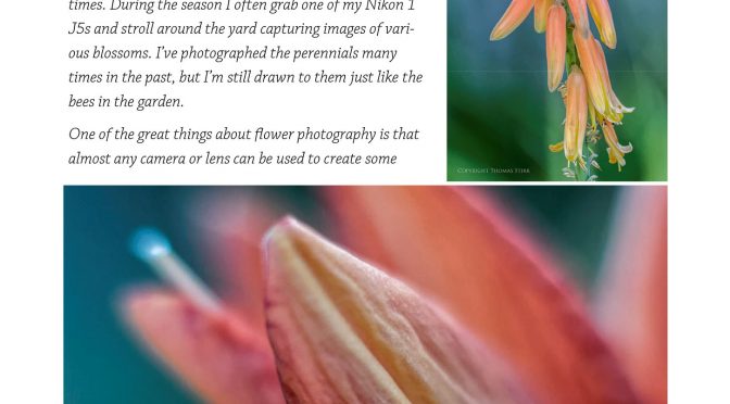 Nikon 1 eBook Announced: The Little Camera That Could