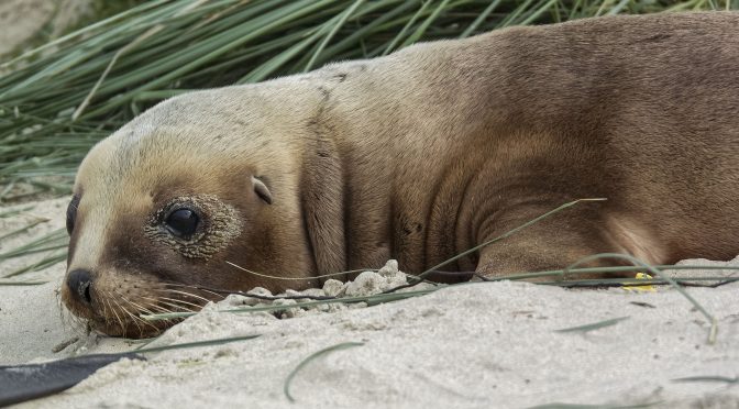 Mother and Pup at Surat Bay