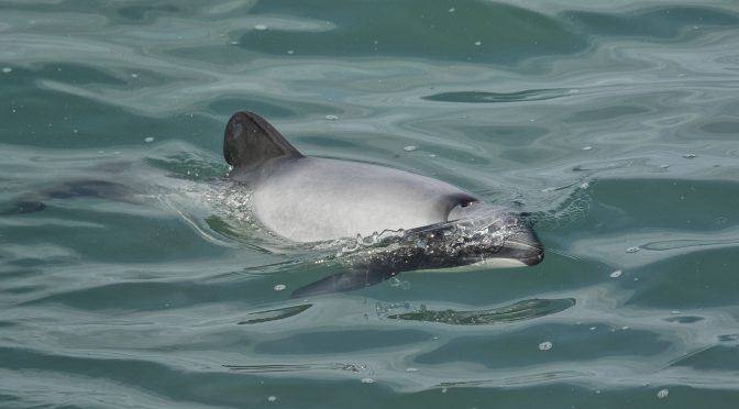 Hector’s Dolphins at Greymouth