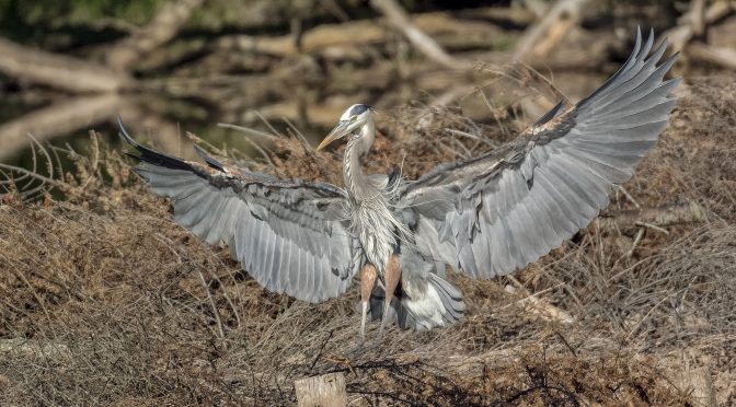 Post Hopping Heron