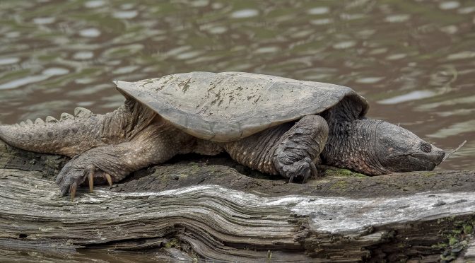 Snapping Turtle Basking