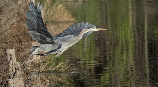 Great Blue Heron Taking Off at 20 FPS
