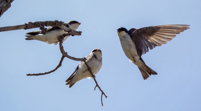 Swallows with Fledglings