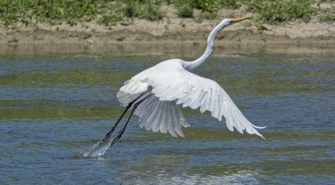 Egret Taking Flight at 60 FPS