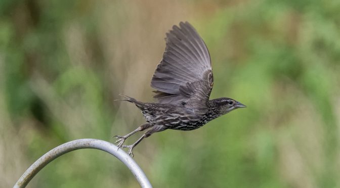Test Images of Small Birds Taking Flight at 60 FPS