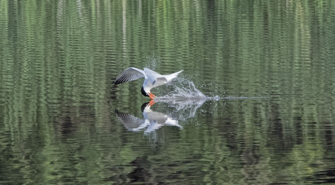 Tern Skim Fishing