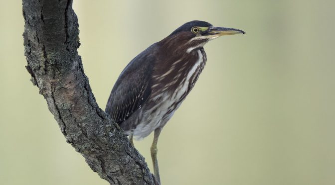 Quick Adjustments to a Dark Bird Image using DxO PhotoLab
