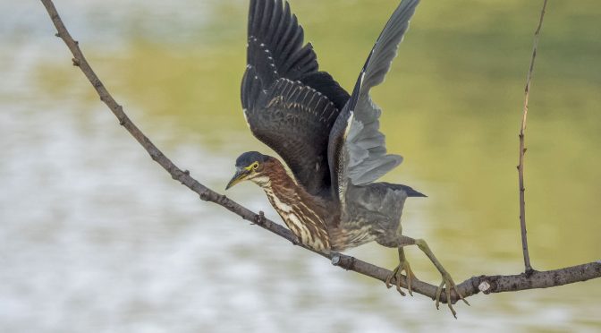 Green Heron Taking Off From a Branch at 60 FPS