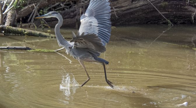 Great Blue Heron Appearing to Walk on Water