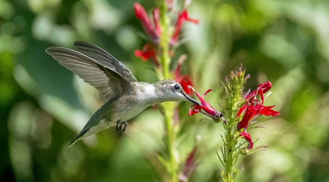 Hummingbird Images Captured at Various Shutter Speeds