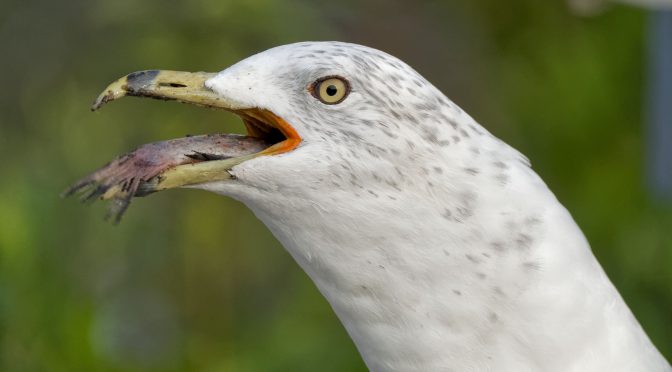 Gull Swallowing a Fish at 15 FPS