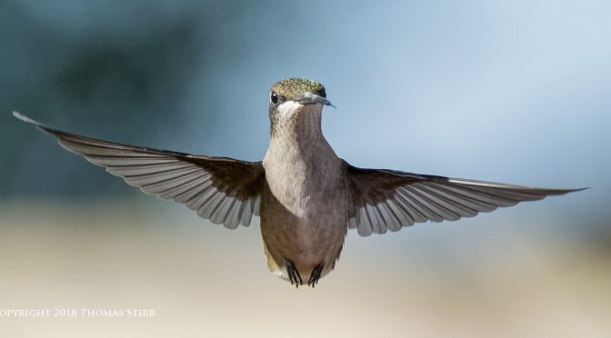 Photographing Hummingbirds Near Feeders
