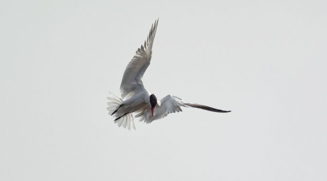 Wing Positions Can Add Drama
