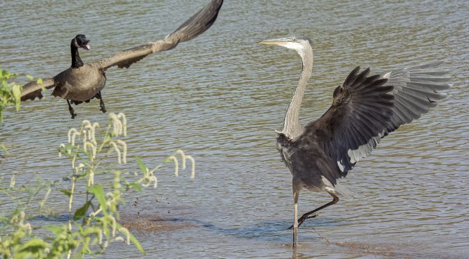 Great Blue Heron Interspecies Aggression