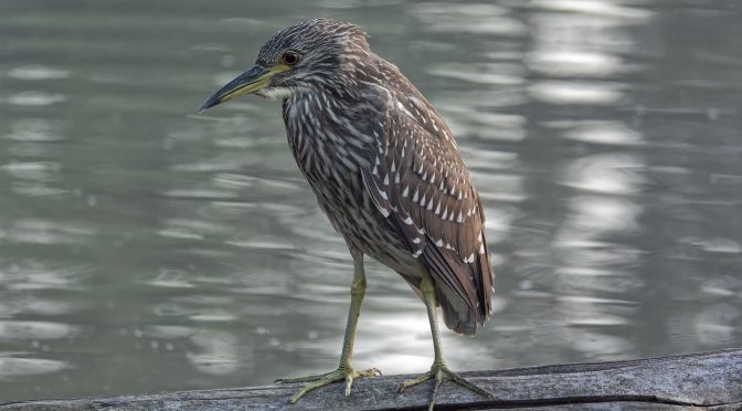 Using Slow Shutter Speeds to Photograph Wild Birds Handheld