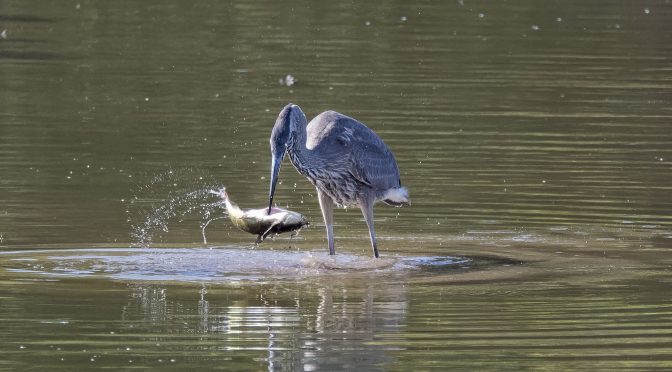 Heron’s Patience is Rewarded with a Meal