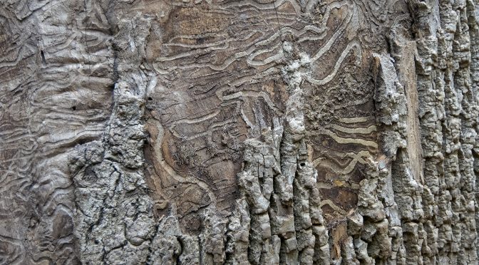 Forest Details and Abstracts