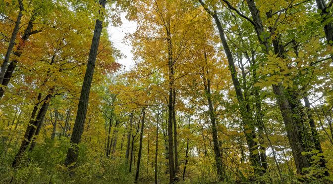 Forest Photography Composition Considerations