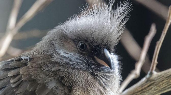 Photographing Small Birds Using Extension Tubes