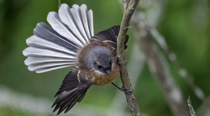 New Zealand Fantail at the Blue Spring
