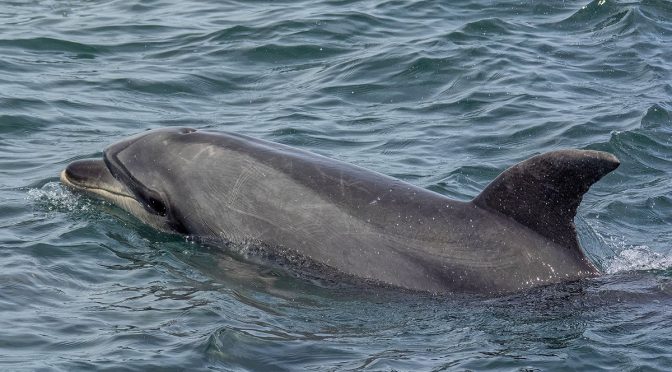 Dolphins at the Bay of Islands