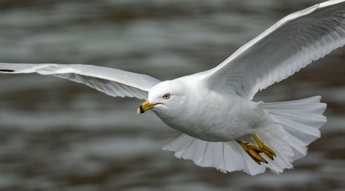 Should We Clip Bird Wings?